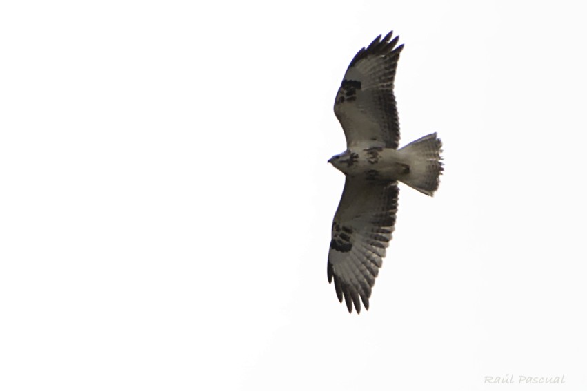 Common Buzzard - ML644540327