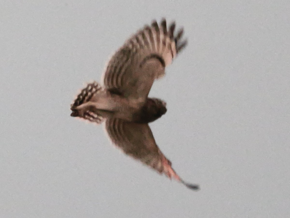 gressugle - ML644540328