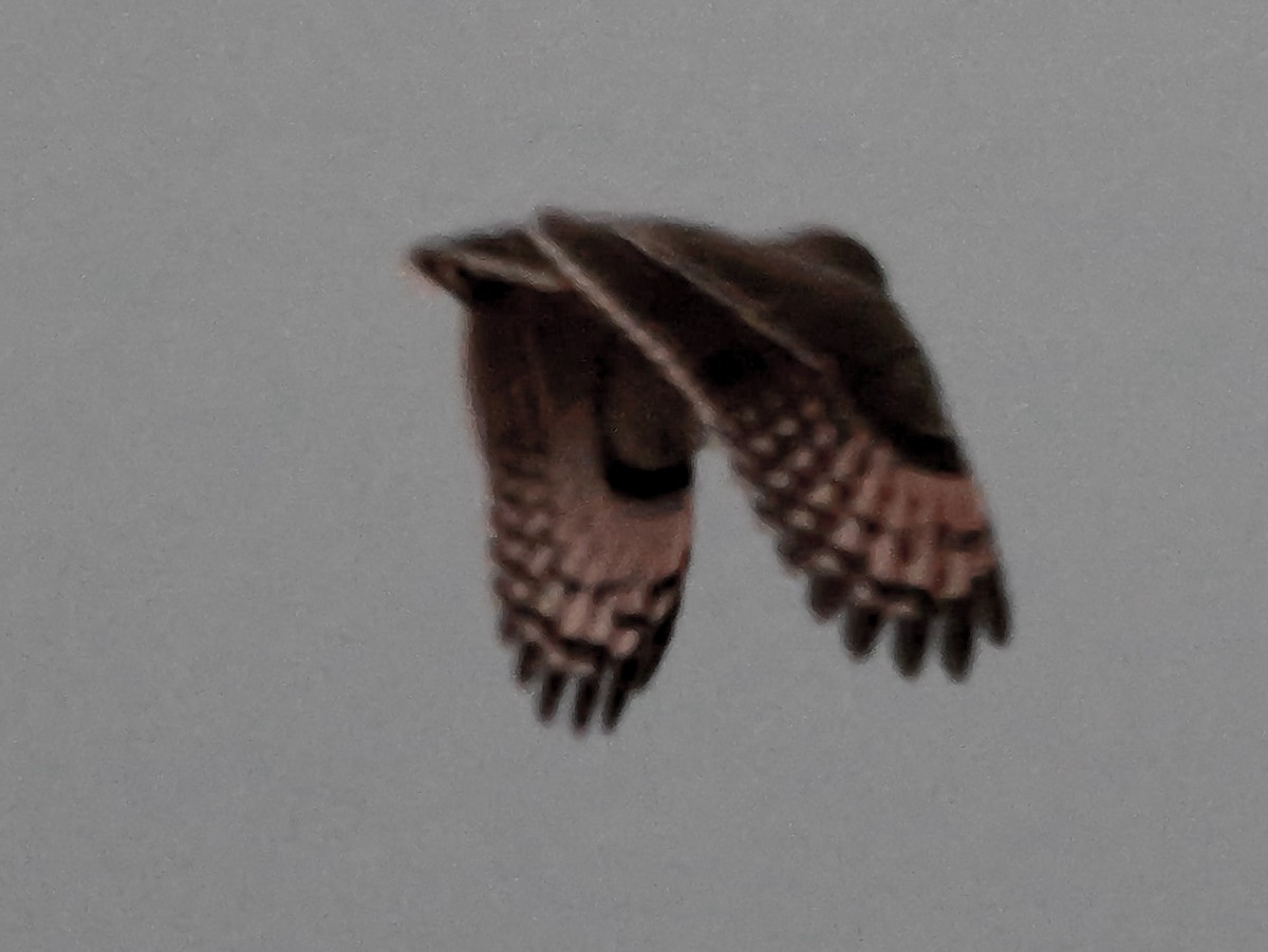 gressugle - ML644540329