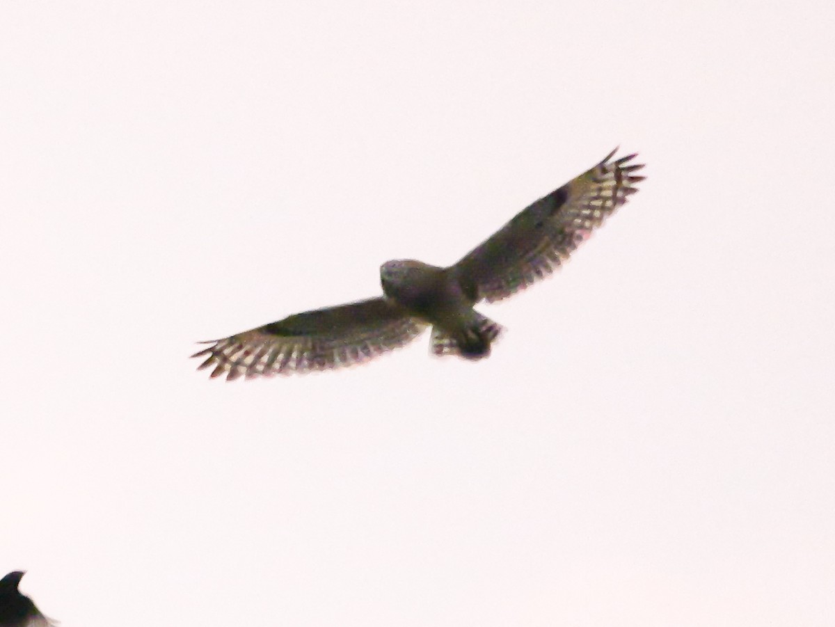 gressugle - ML644540330