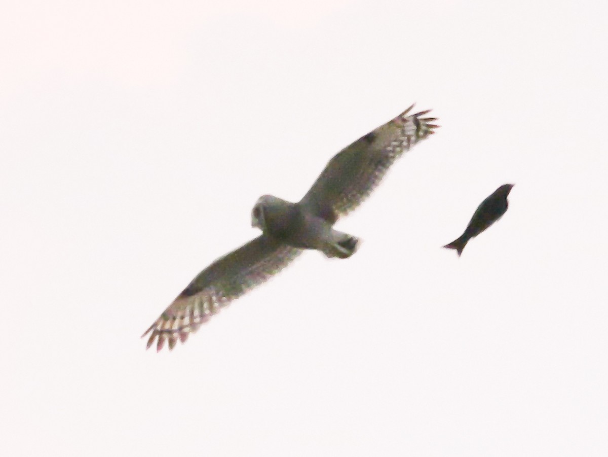 gressugle - ML644540331