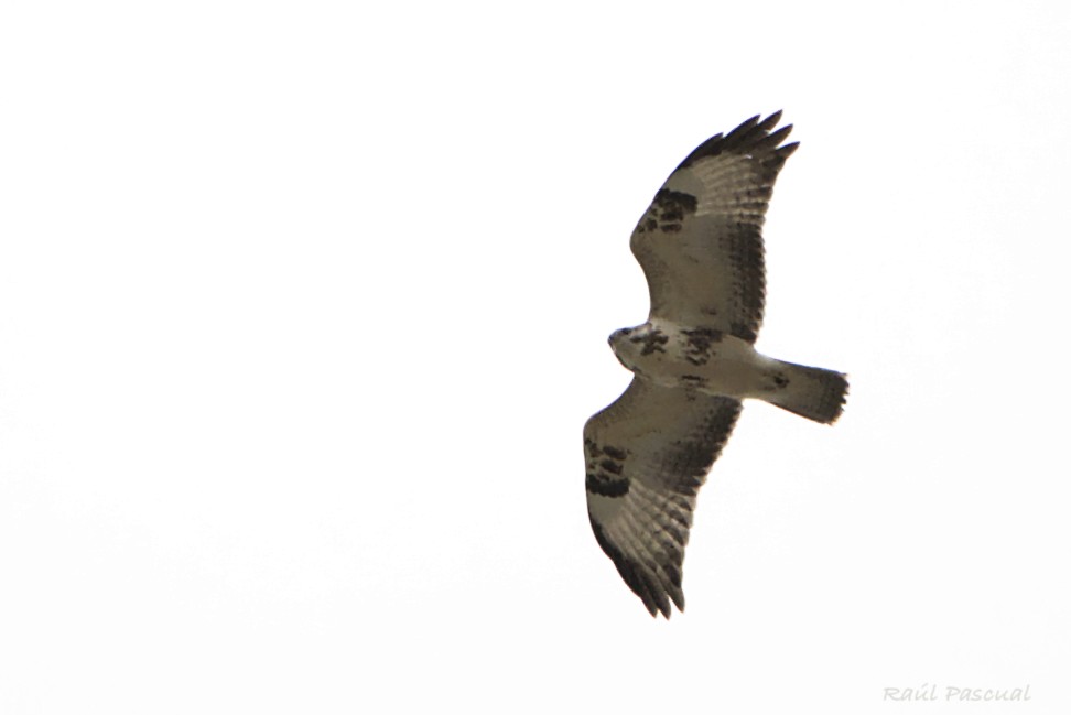Common Buzzard - ML644540333