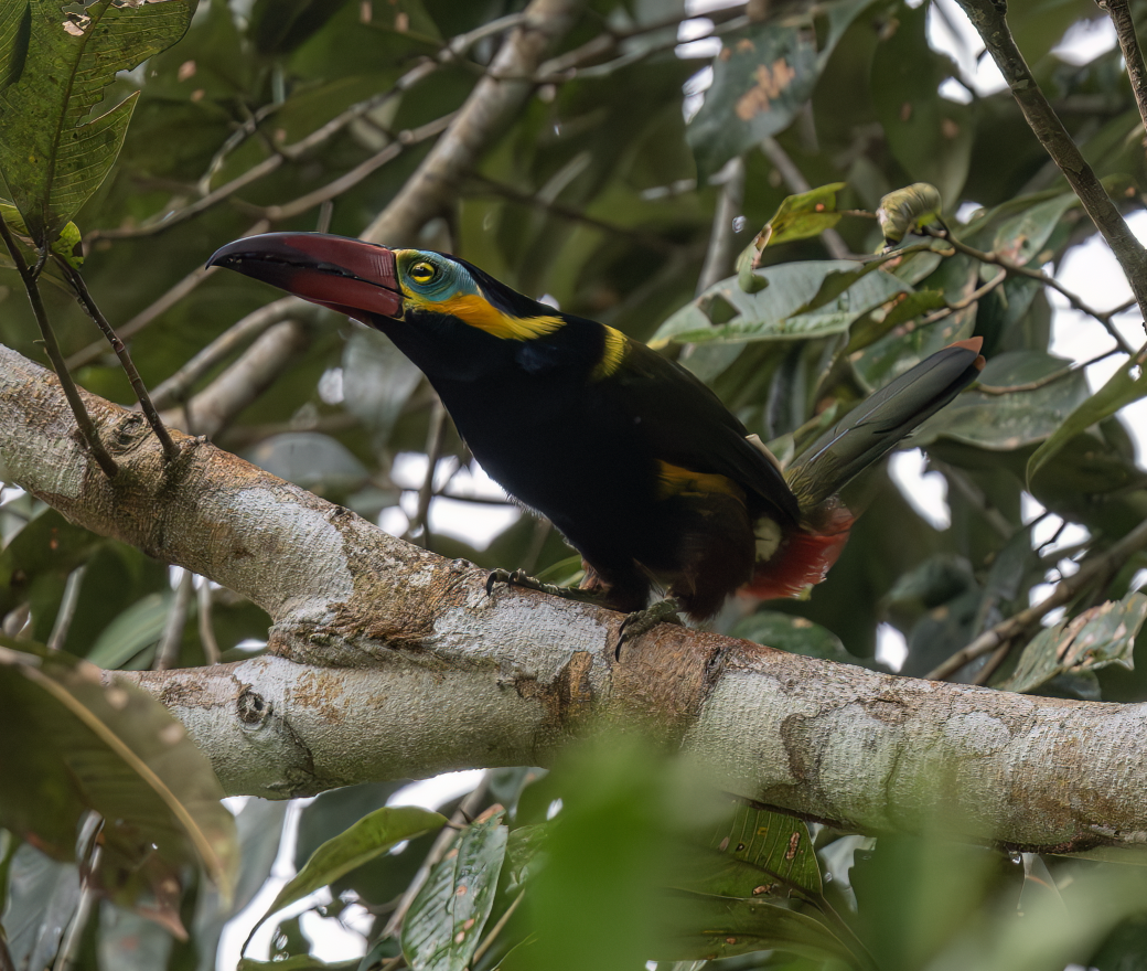 Golden-collared Toucanet - ML644540336