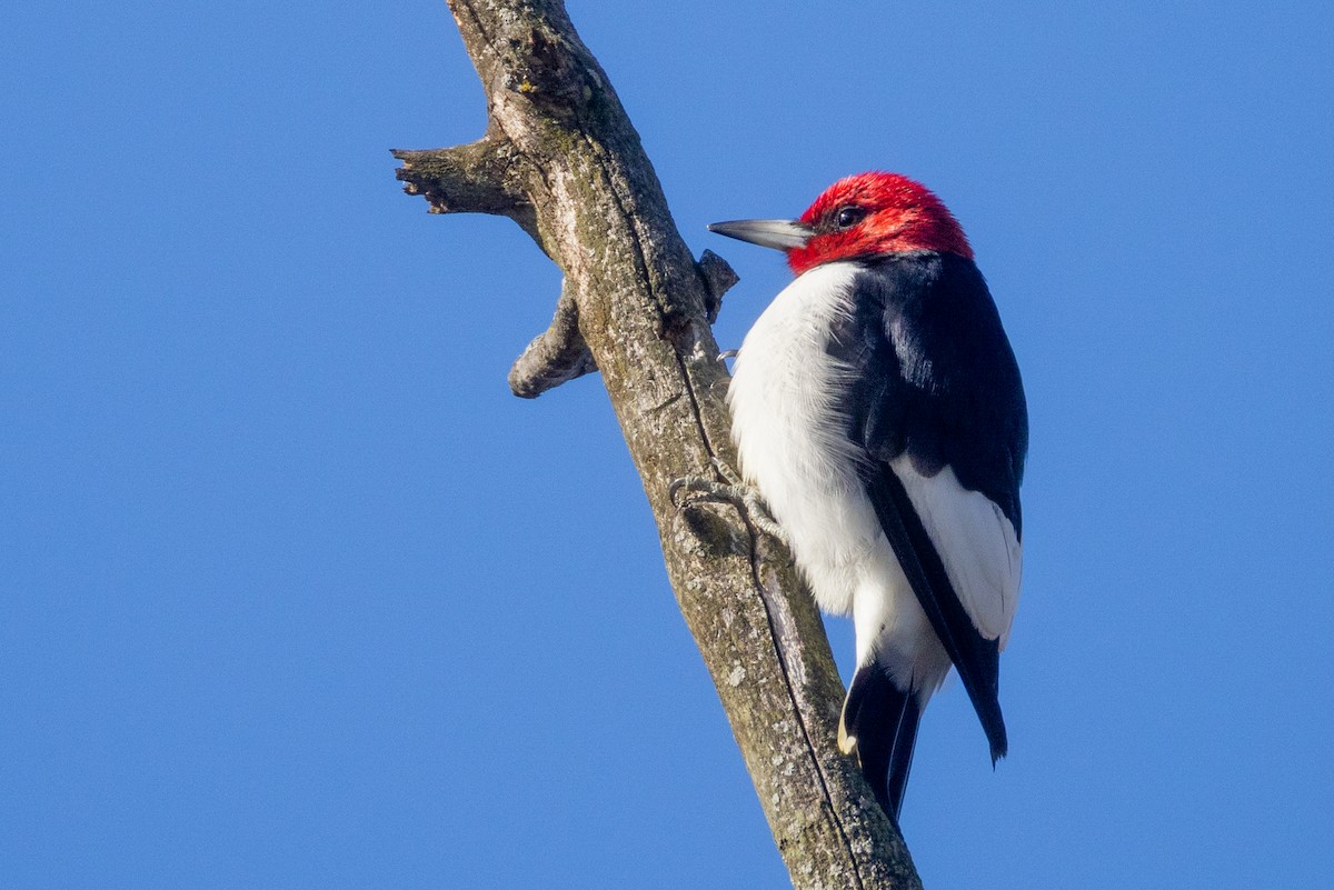 Red-headed Woodpecker - ML644540337