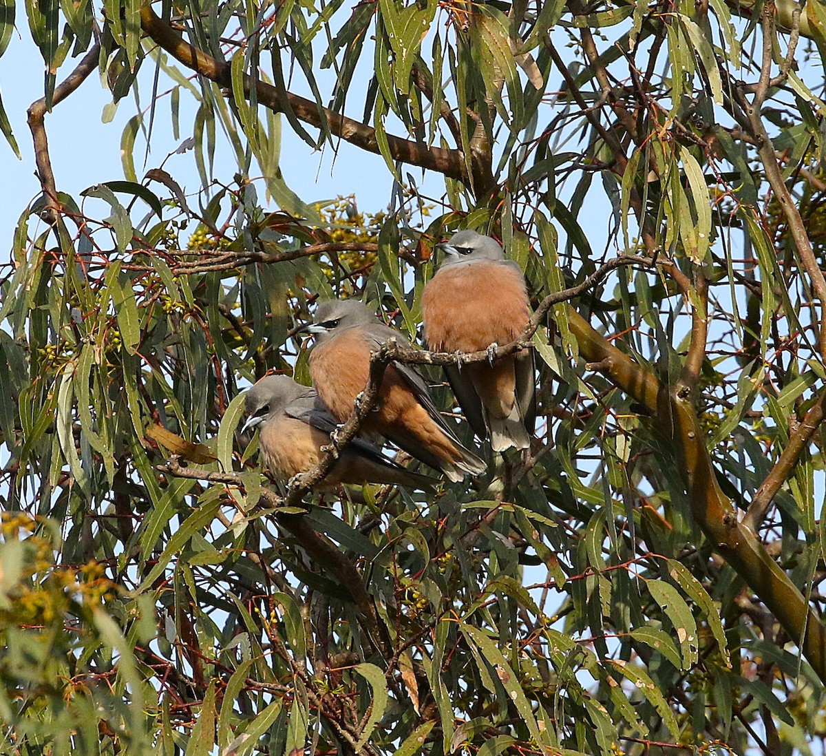 White-browed Woodswallow - ML644540340