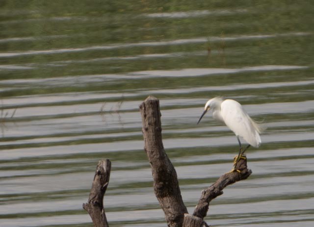 Snowy Egret - ML644540342