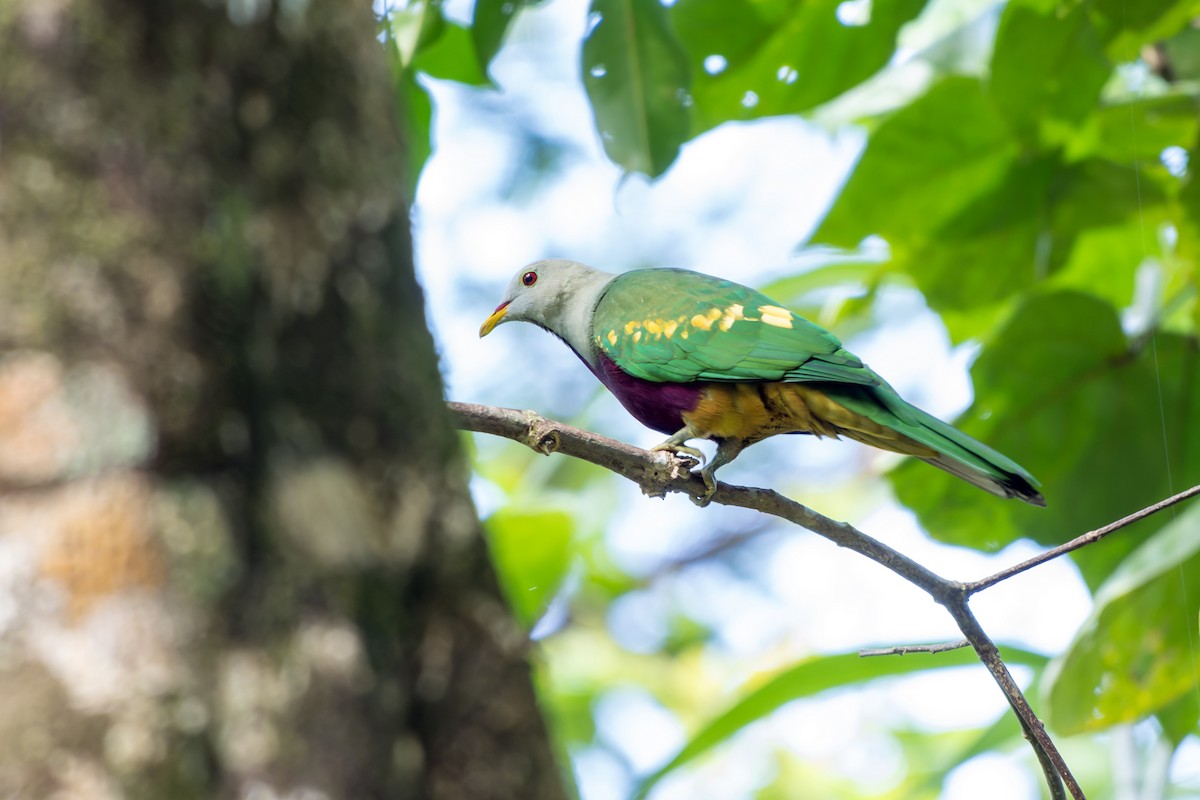 Wompoo Fruit-Dove - ML644540350