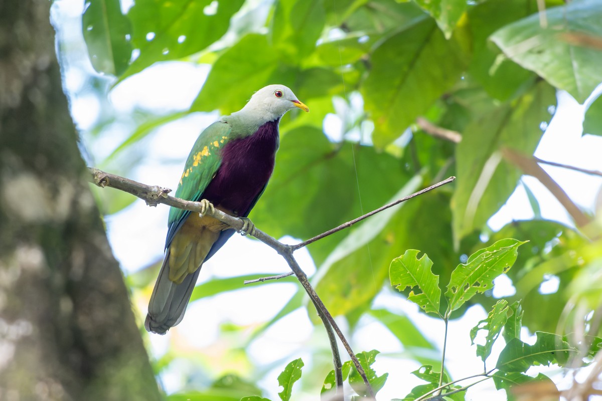 Wompoo Fruit-Dove - ML644540351