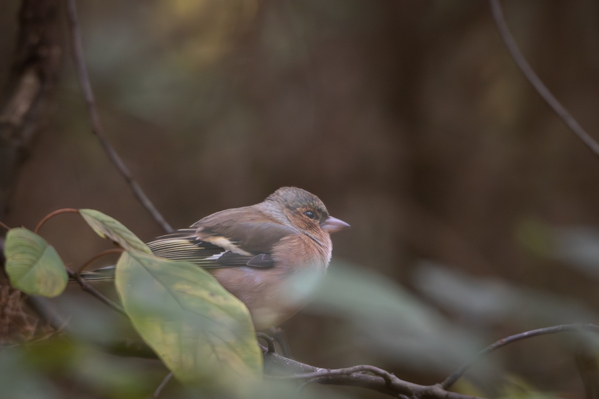 Дуулгат бужирга - ML644540362