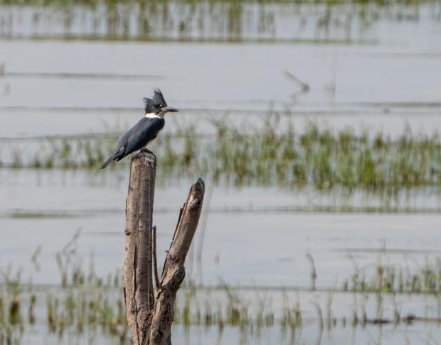 Belted Kingfisher - ML644540370