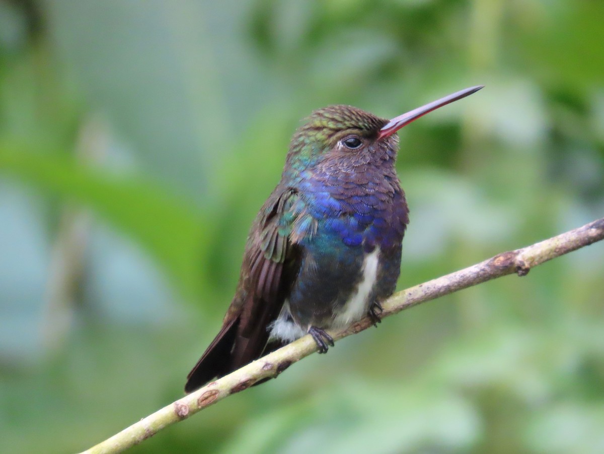 Sapphire-spangled Emerald - ML644540380