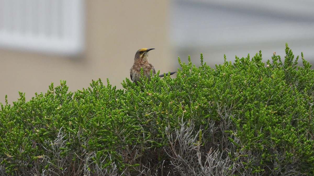 Cape Sugarbird - ML644540383