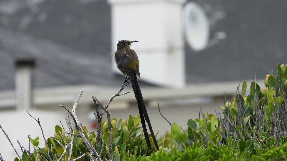 Cape Sugarbird - ML644540399