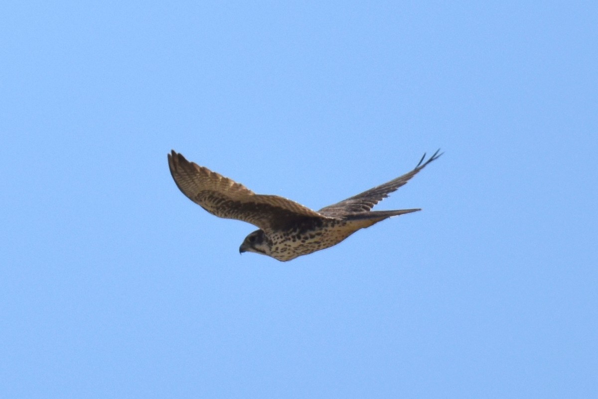 raroh prériový - ML644540401