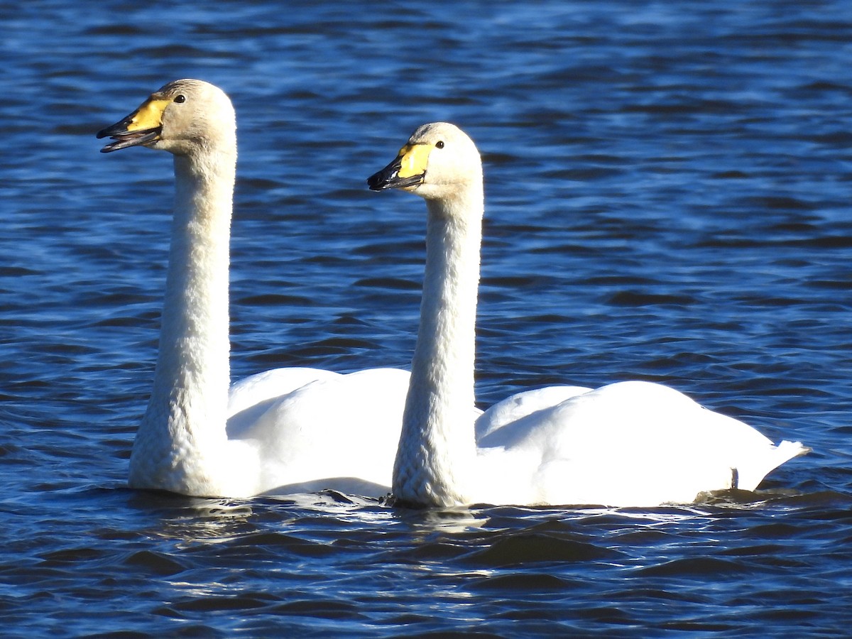 Whooper Swan - ML644540408