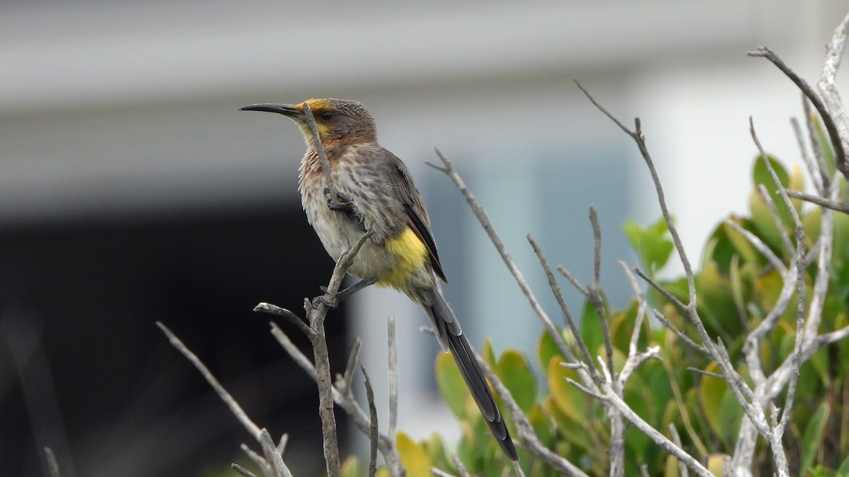 Cape Sugarbird - ML644540416