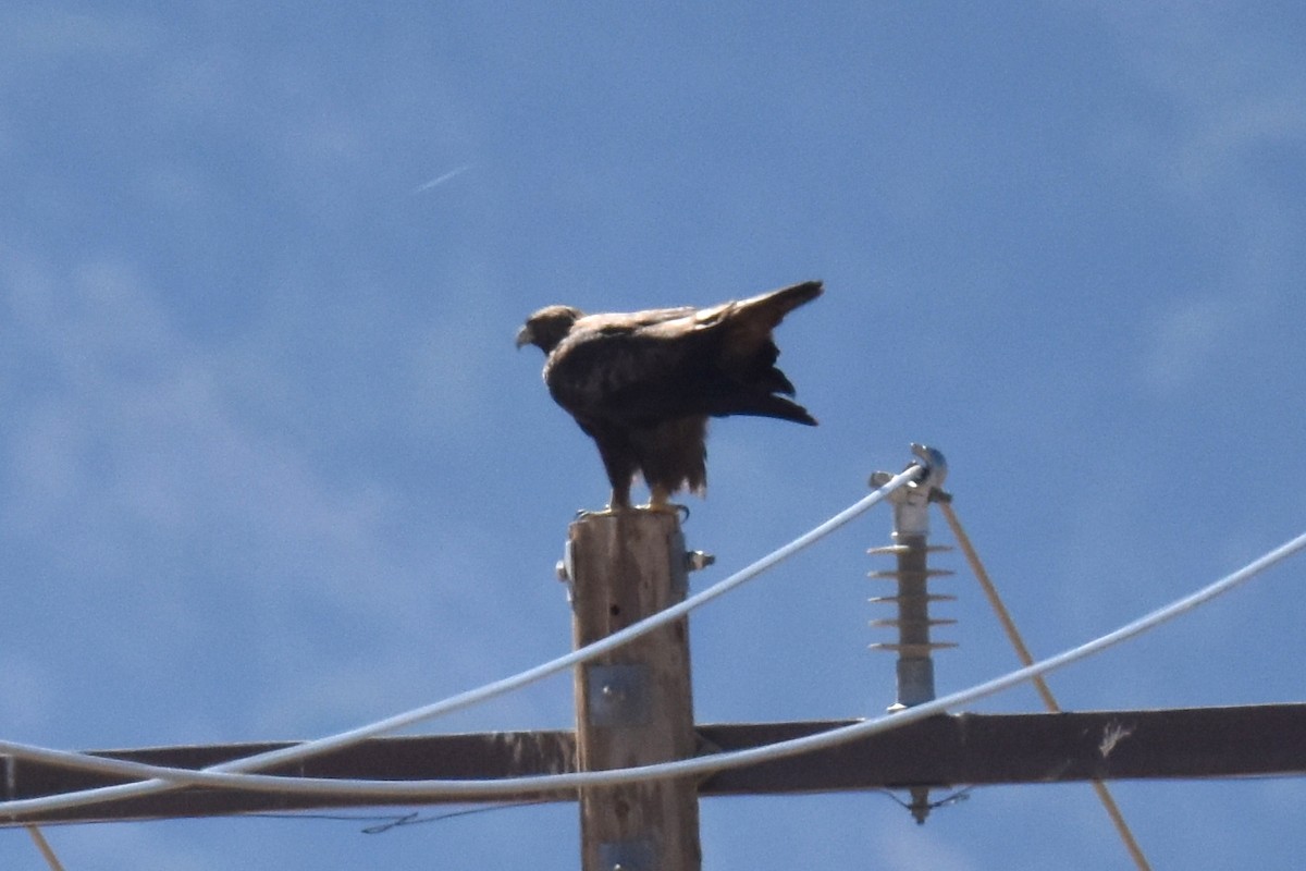 kongeørn - ML644540418