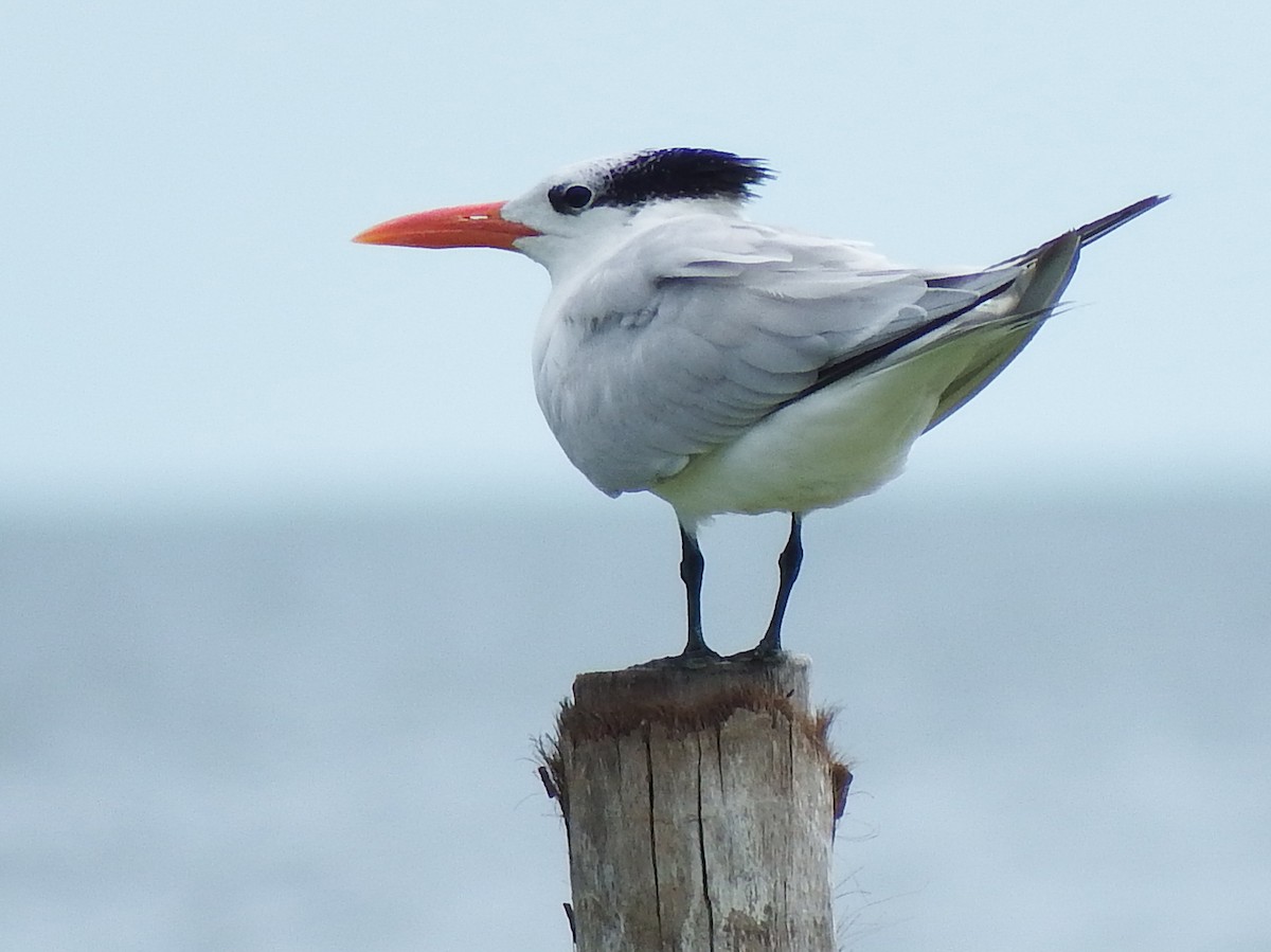 Royal Tern - ML644540420