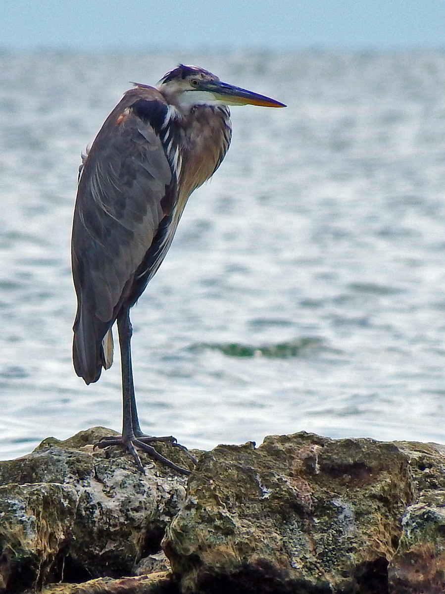 Great Blue Heron - ML644540426