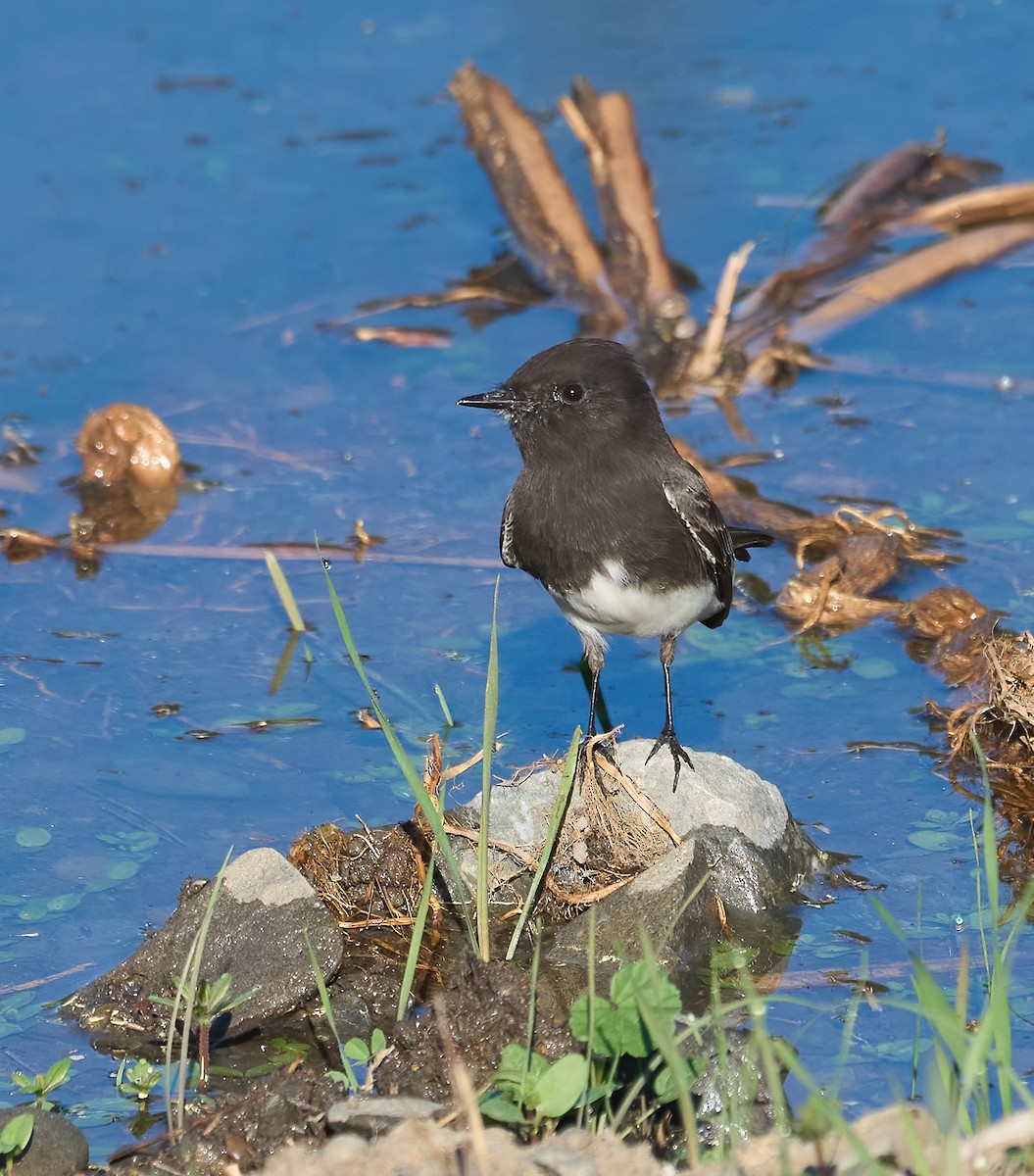 Black Phoebe - ML644540428