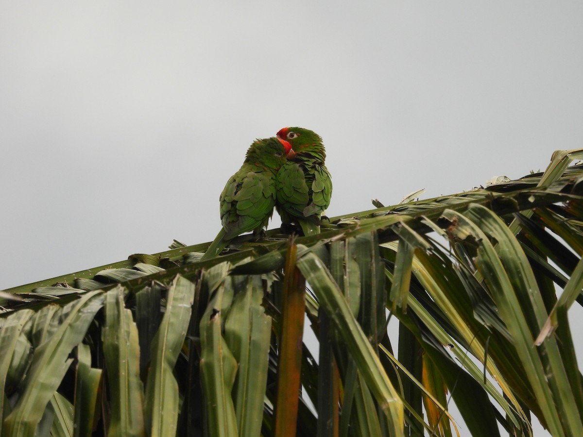 Crimson-fronted Parakeet - ML644540429