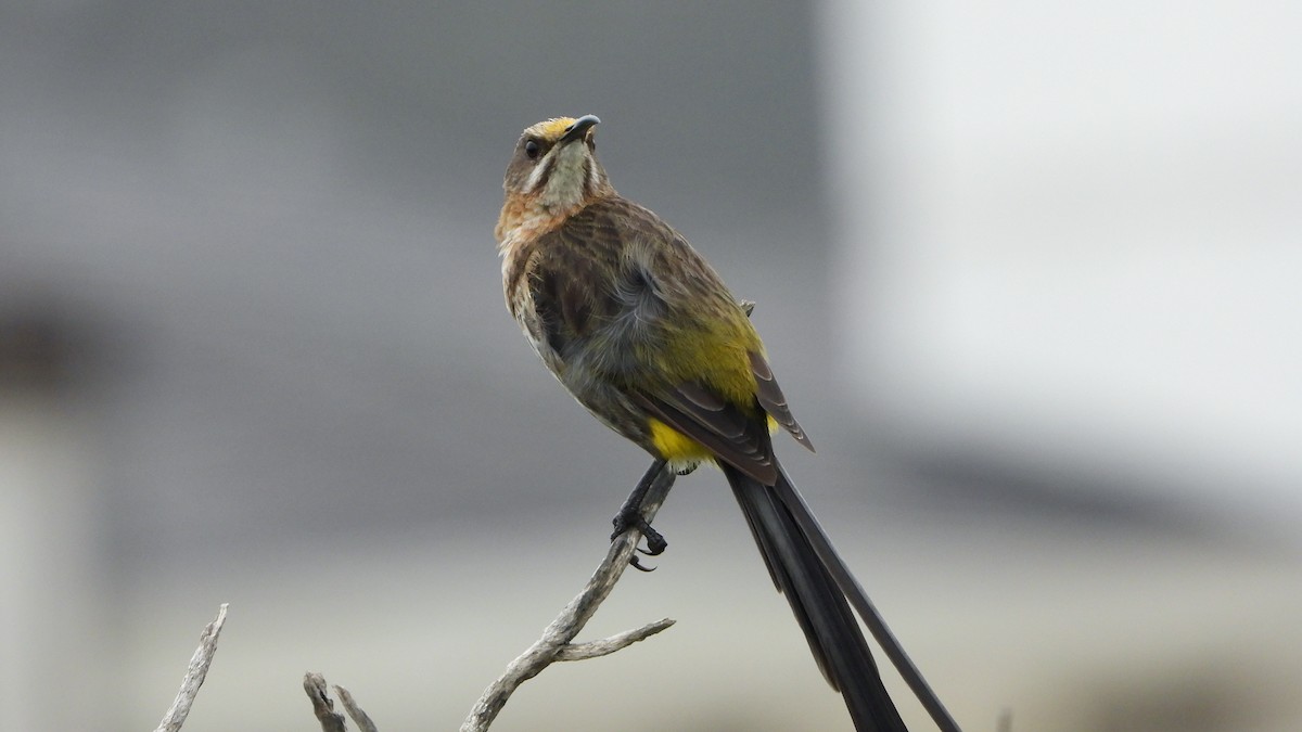 Cape Sugarbird - ML644540431