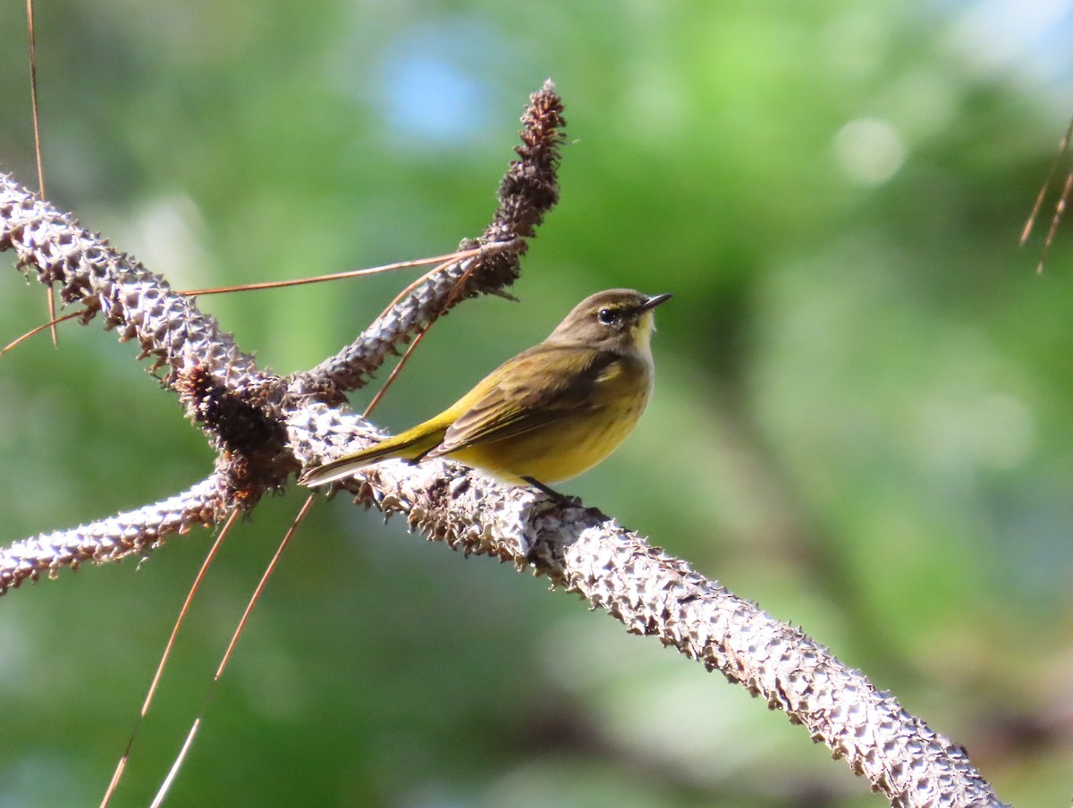 Palm Warbler - ML644540436