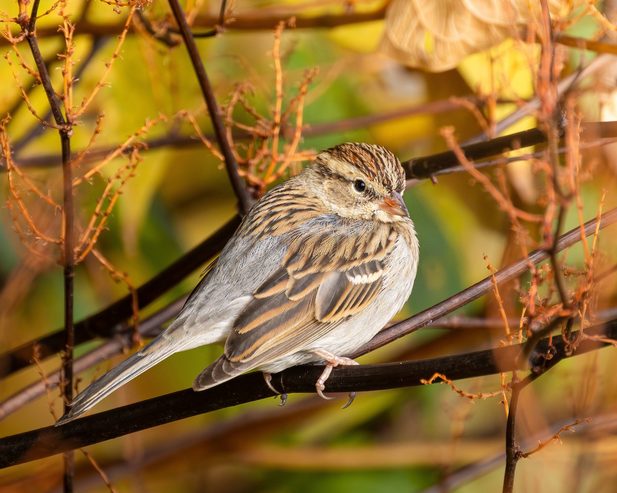 Chipping Sparrow - ML644540444