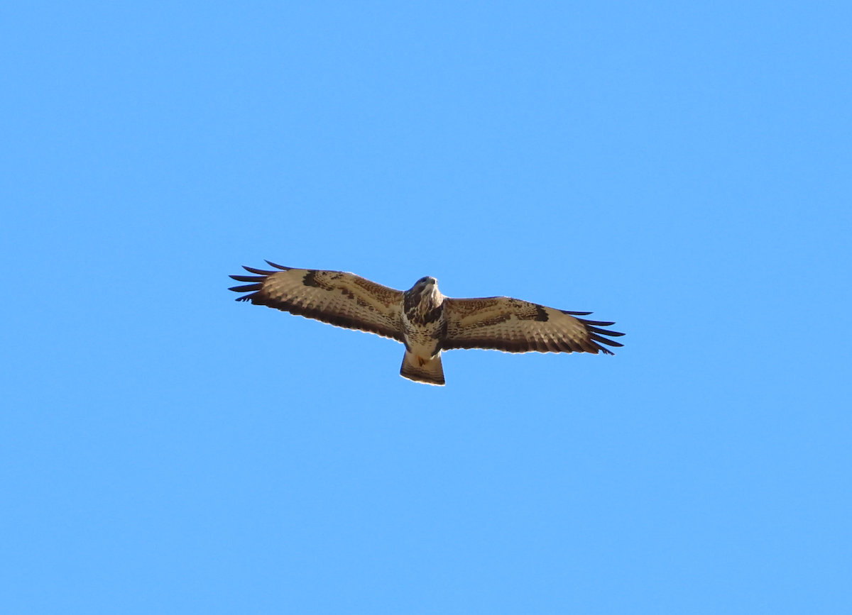Common Buzzard - ML644540445