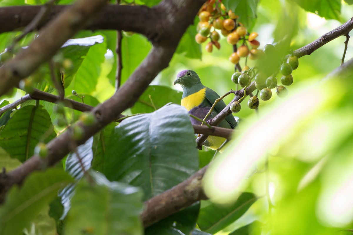 Yellow-bibbed Fruit-Dove - ML644540446