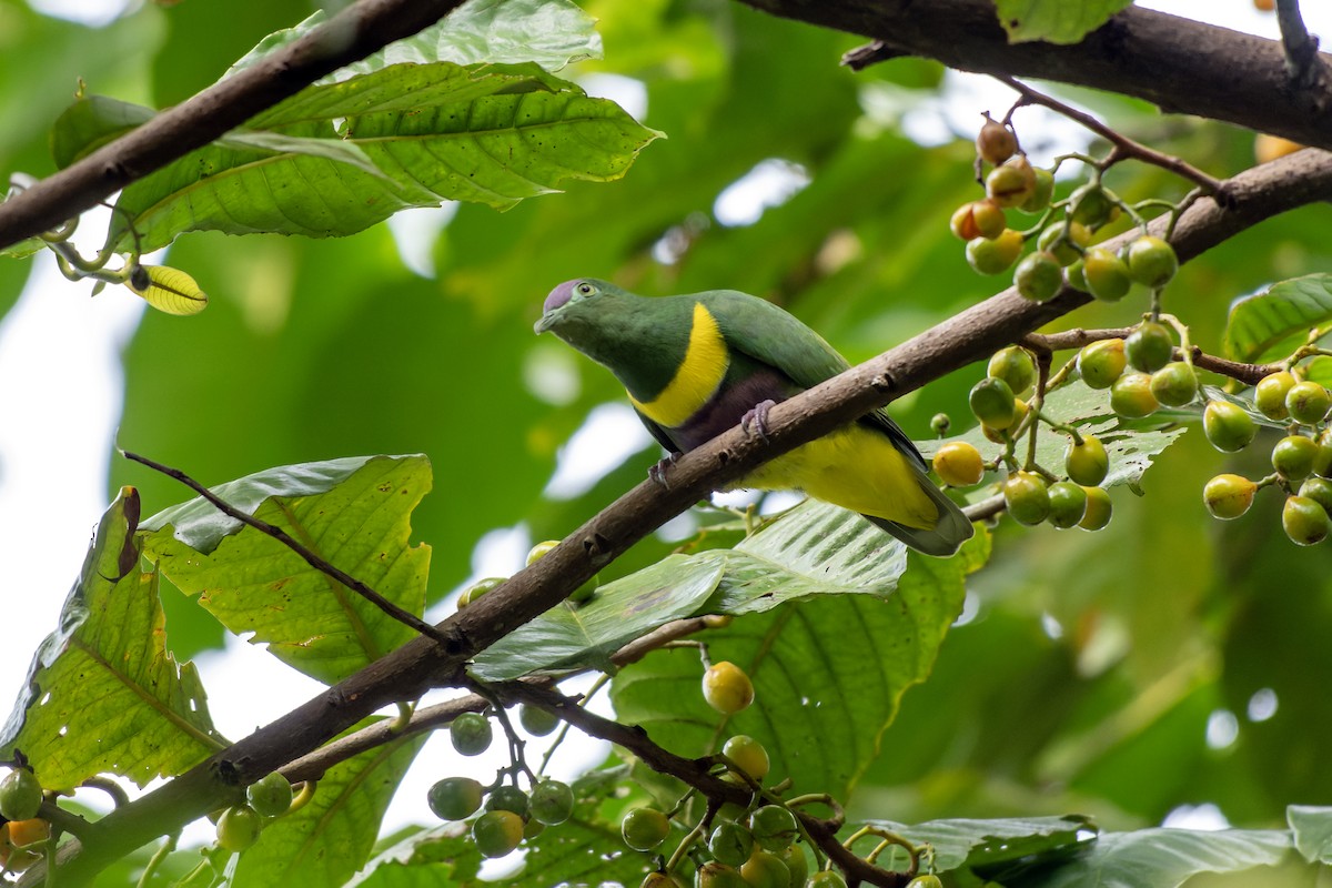 Yellow-bibbed Fruit-Dove - ML644540447