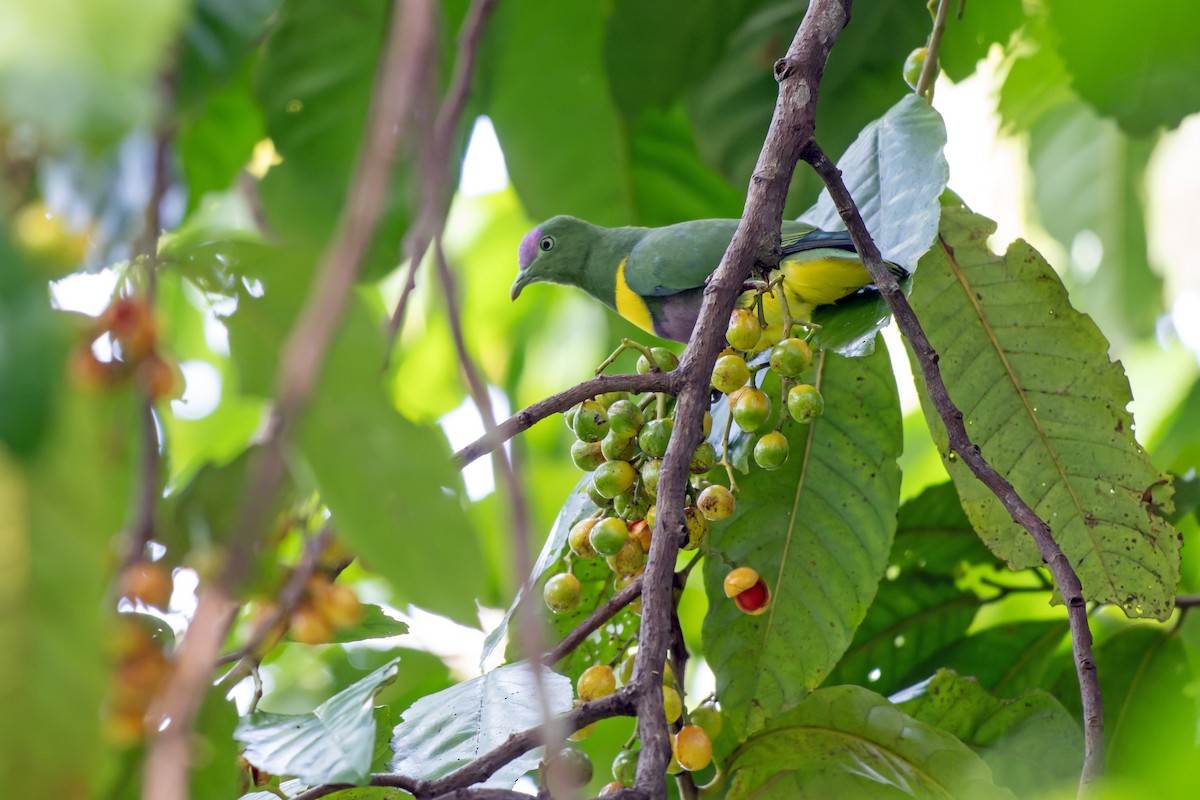 Yellow-bibbed Fruit-Dove - ML644540448