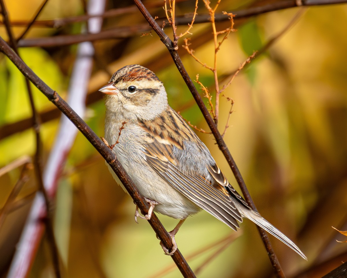 Chipping Sparrow - ML644540452