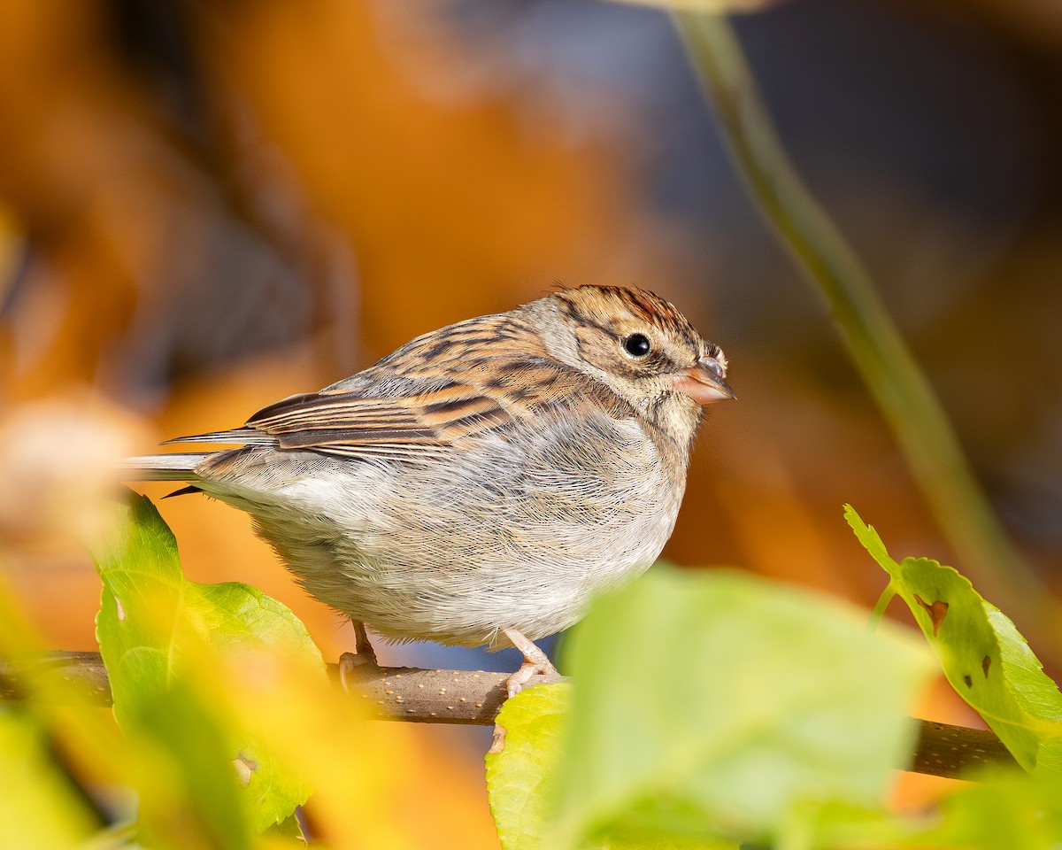 Chipping Sparrow - ML644540457