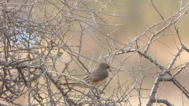 Isabelline Shrike - ML644540459