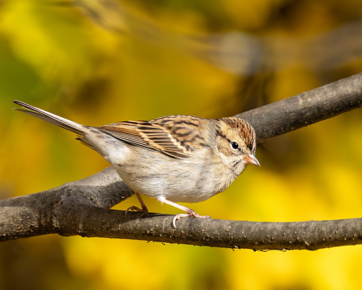 Chipping Sparrow - ML644540461
