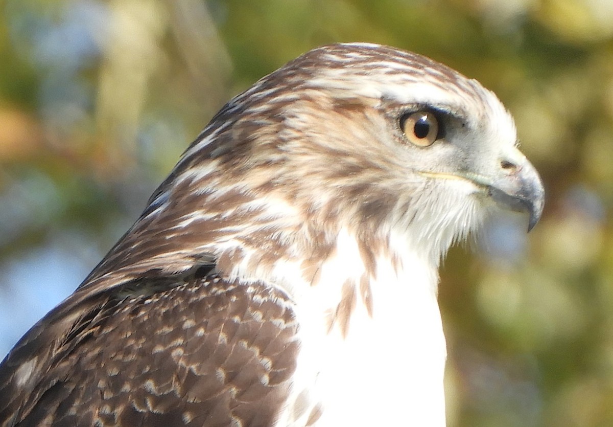 rødstjertvåk - ML644540464