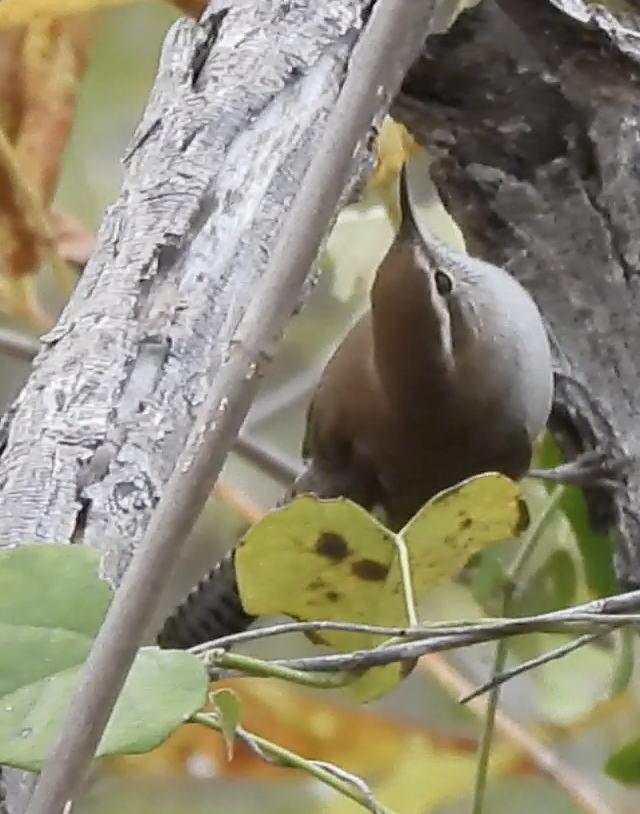 Bewick's Wren - ML644540480