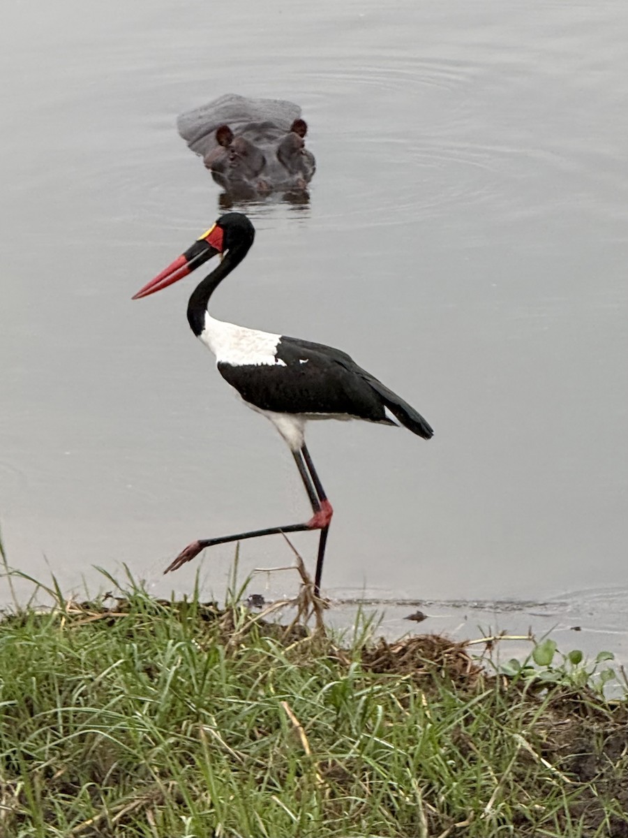 Saddle-billed Stork - ML644540482