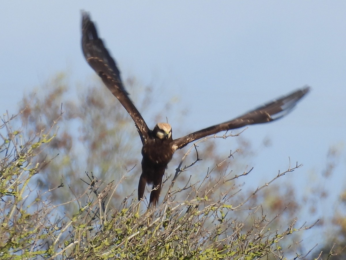 Saz Delicesi - ML644540483