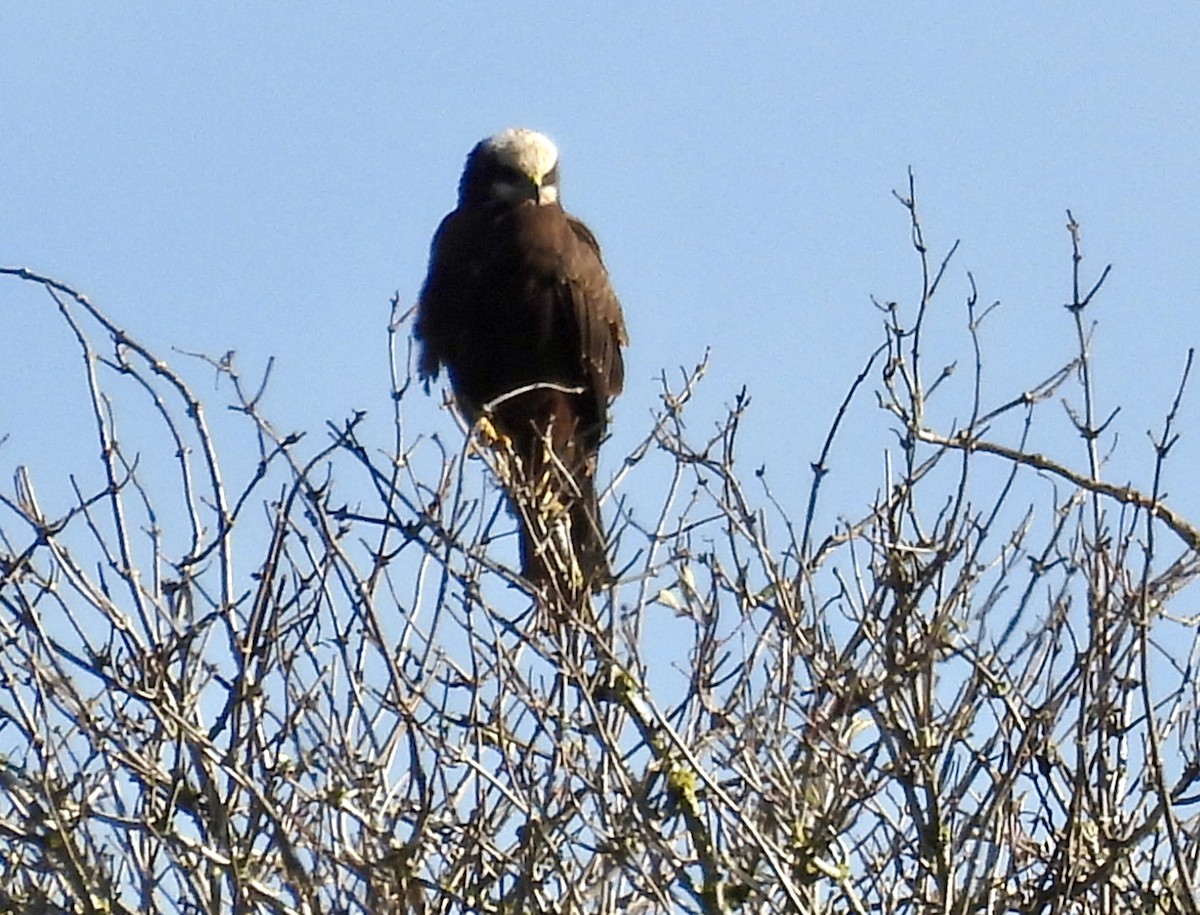 Saz Delicesi - ML644540484