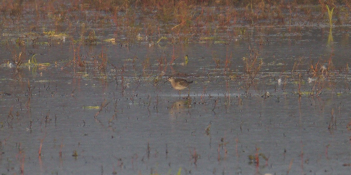 Wood Sandpiper - ML644540498