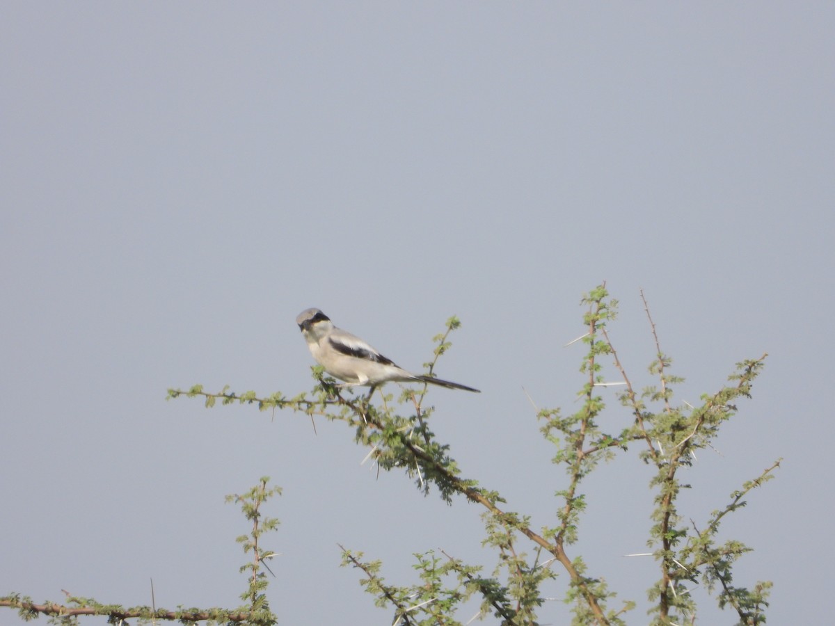 Great Gray Shrike - ML644540519