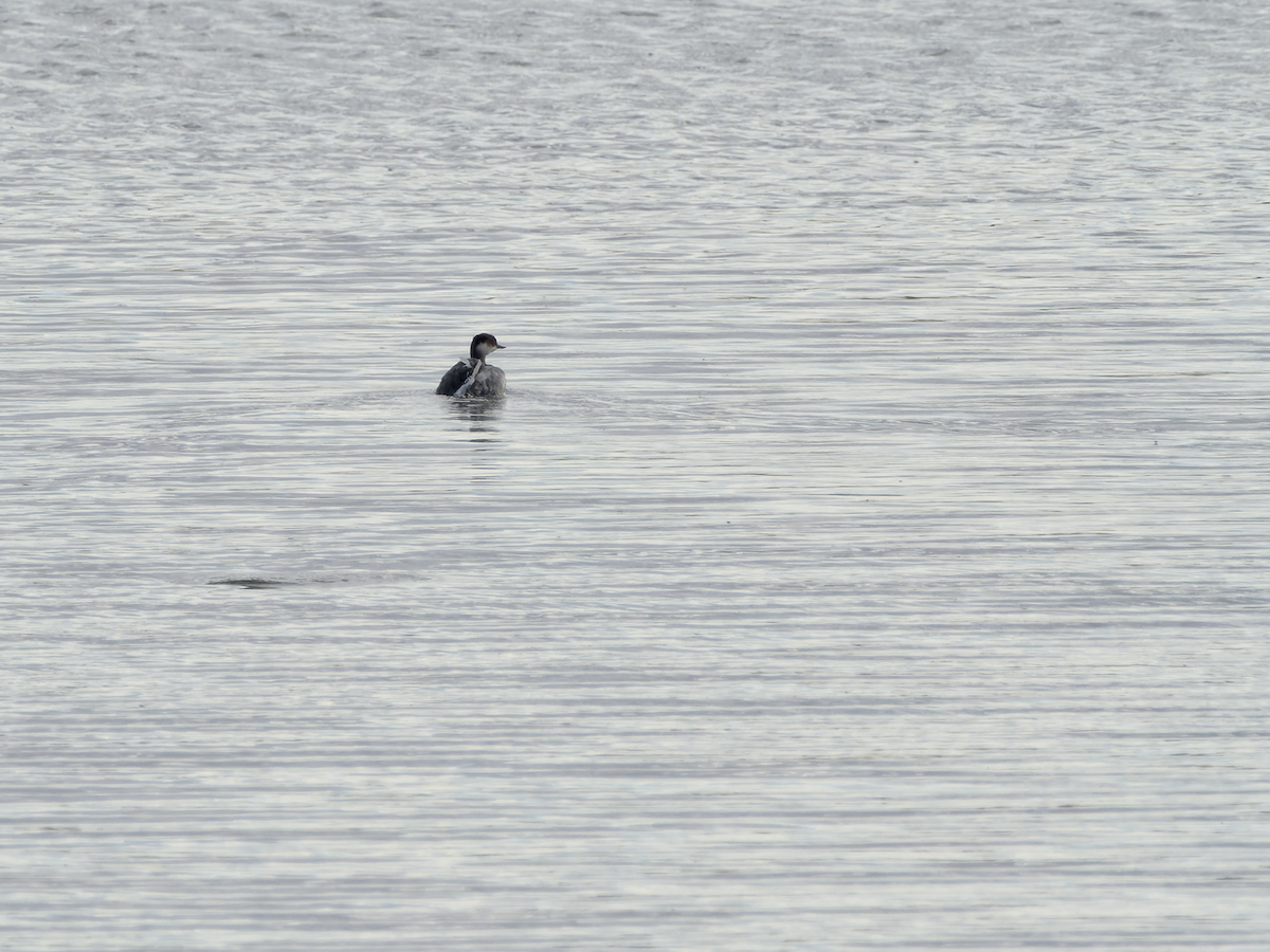 Kara Boyunlu Batağan - ML644540520