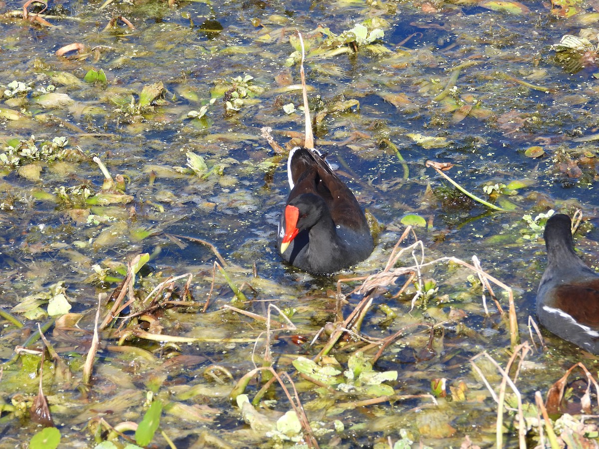 amerikasivhøne - ML644540532