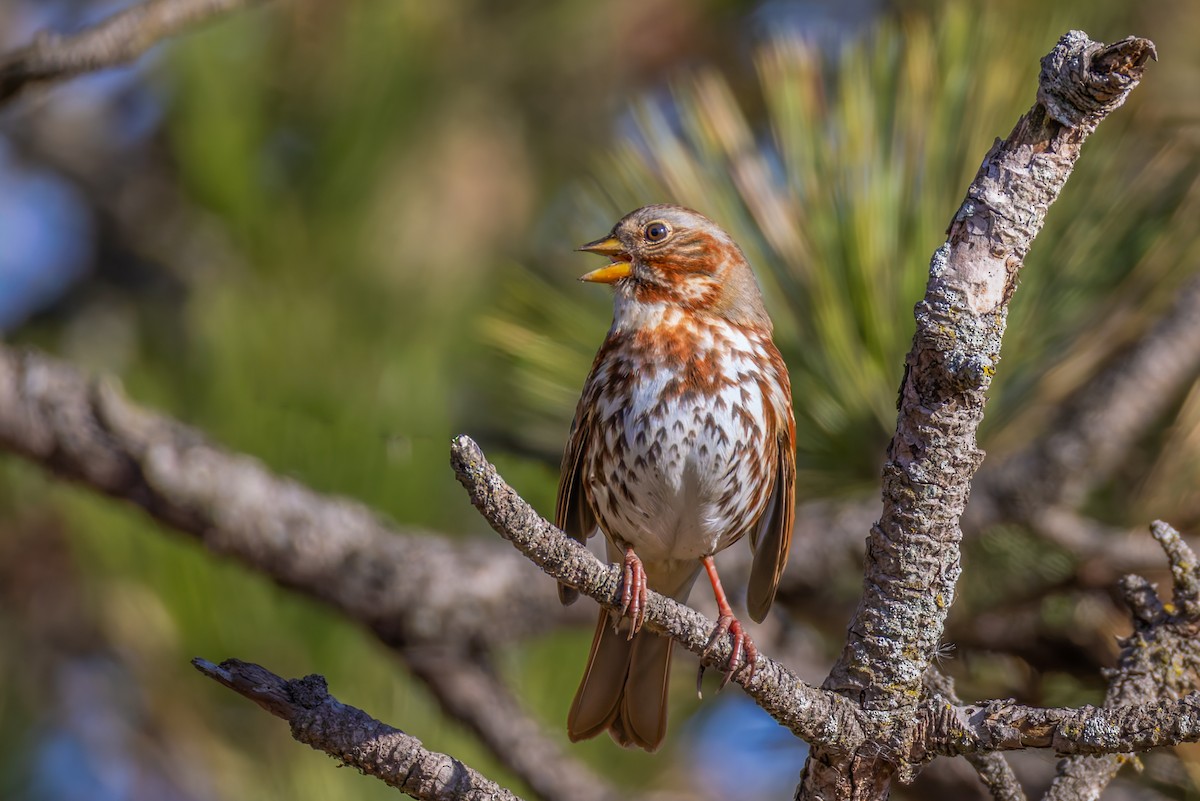 Fox Sparrow - ML644540534
