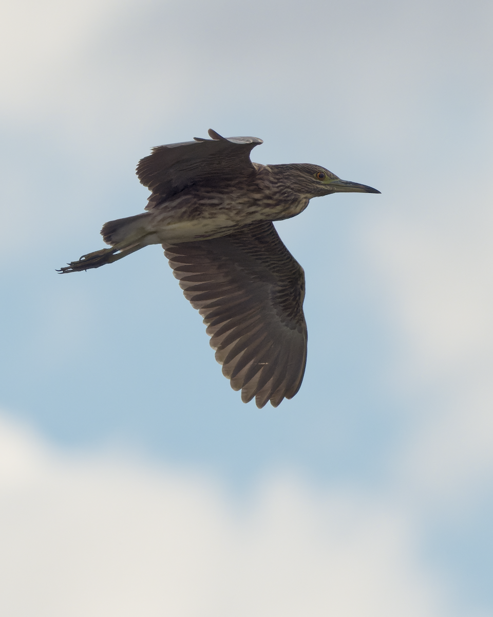 Black-crowned Night Heron - ML644540536