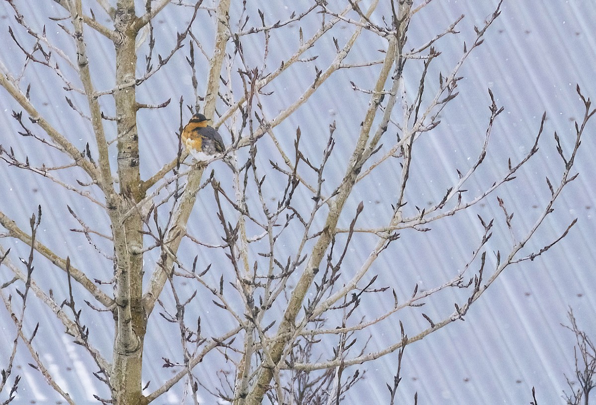 Varied Thrush - ML644540544