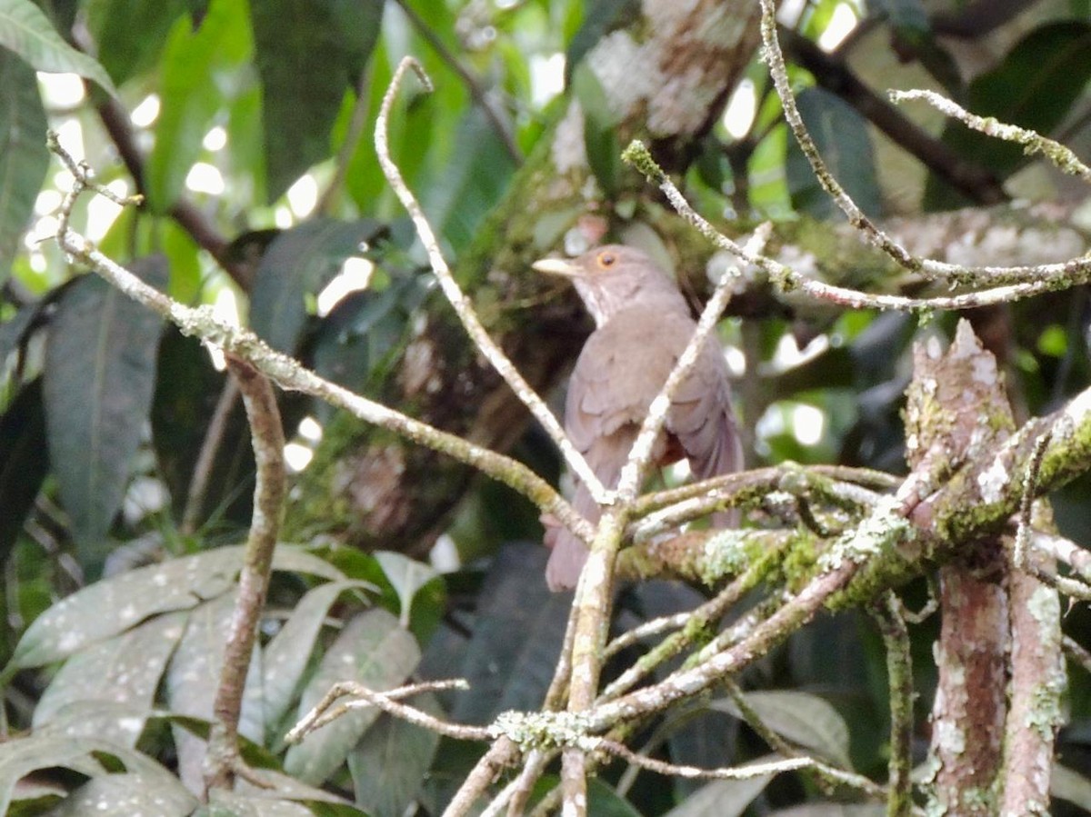 Rufous-bellied Thrush - ML644540547