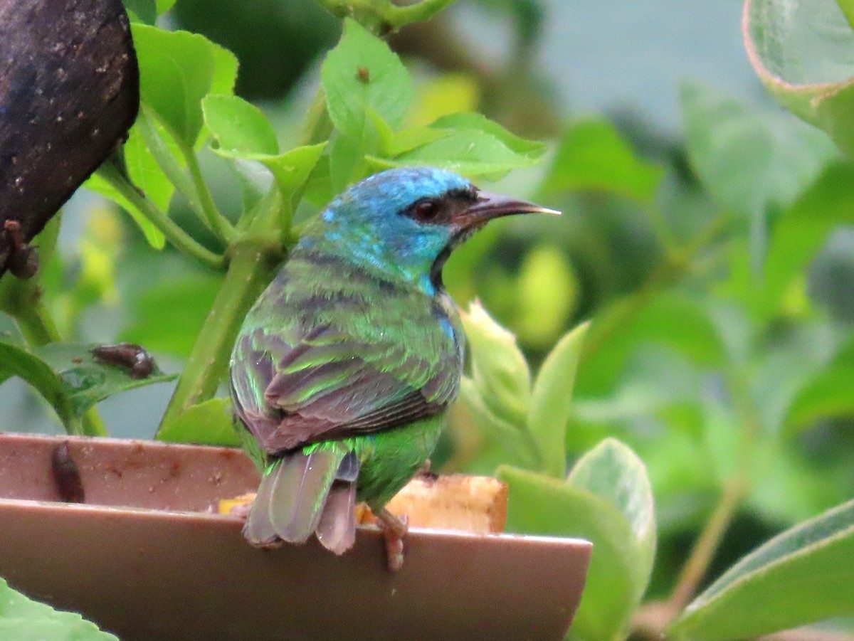 Blue Dacnis - ML644540554